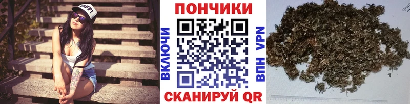 где можно купить   Снежногорск  МЕГА как зайти  Конопля ГИДРОПОН 